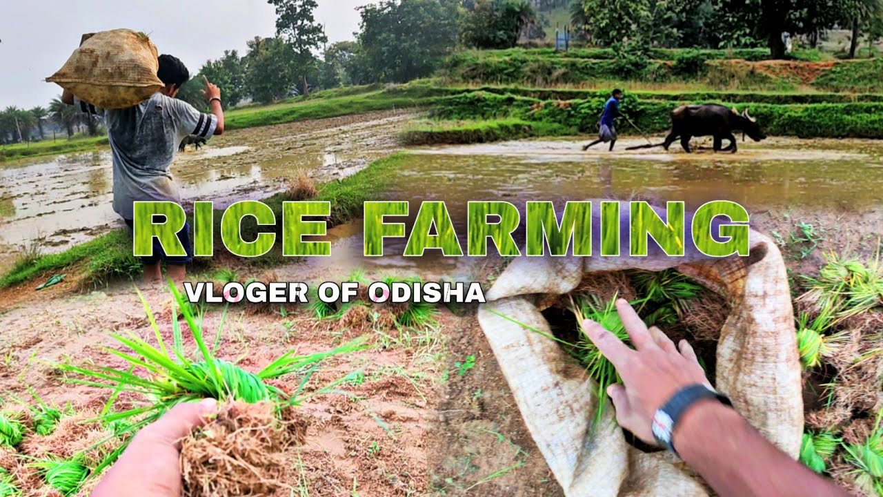 RICE FARMING // VOGER OF ODISHA.