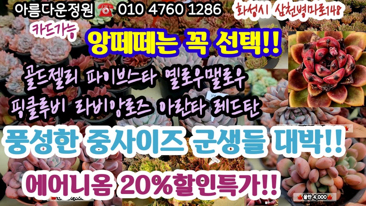 아름다운정원에 신상 중사이즈 군생 싸게 입고!!예쁨보장!! #초보다육 #다육쇼핑