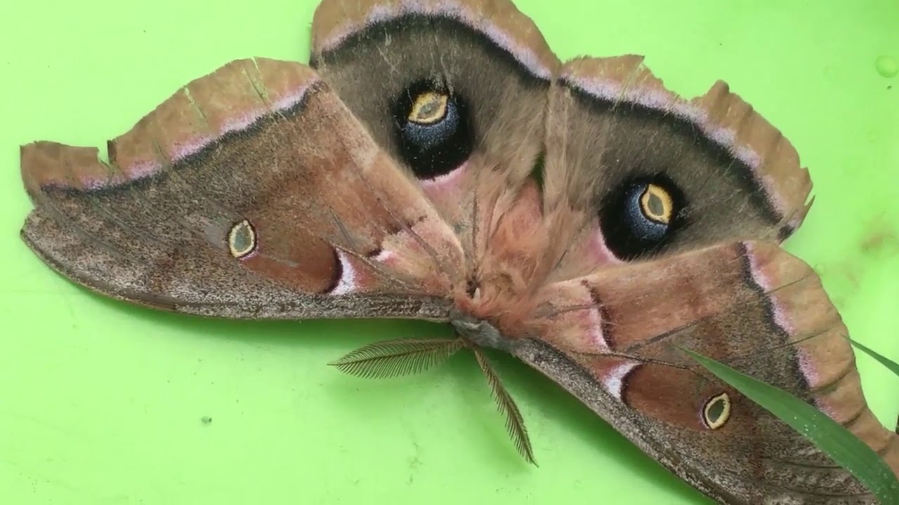 Polyphemus Moth: Cyclops of the night sky