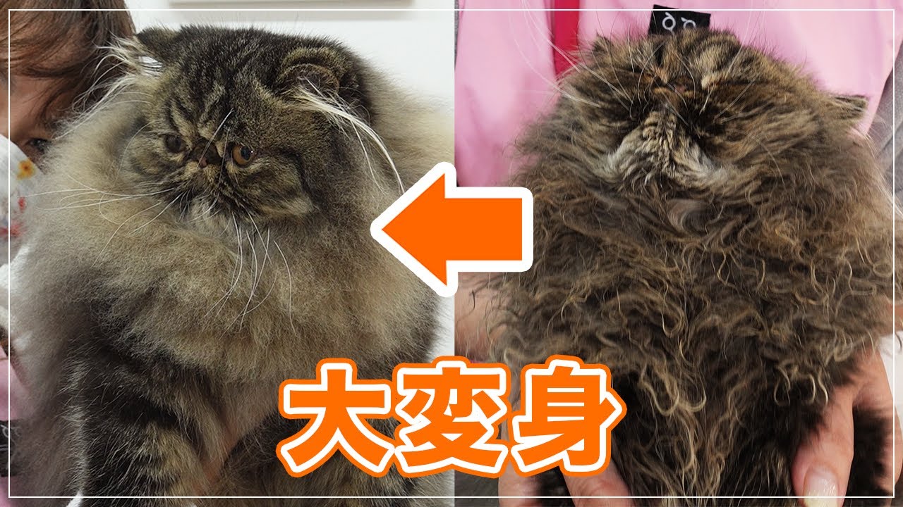 【トットちゃん】すごく汚す子を洗ったらメッチャゴージャスな猫に変身した【エキゾチックLH】