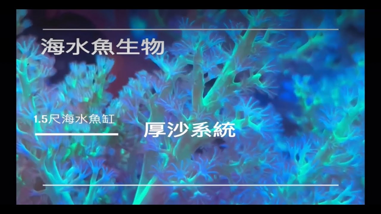 海水魚珊瑚生物#厚砂系統開缸分享
