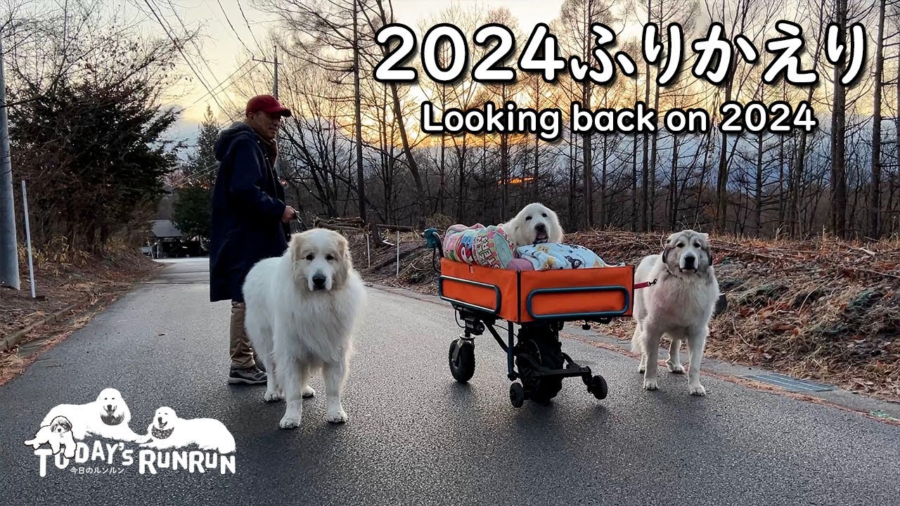 2024年ふりかえり　1年間ありがとうございました　Great Pyrenees　グレートピレニーズ