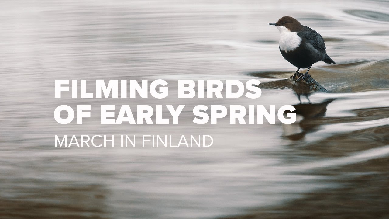 The Art of Bird Photography: Spring Awakening