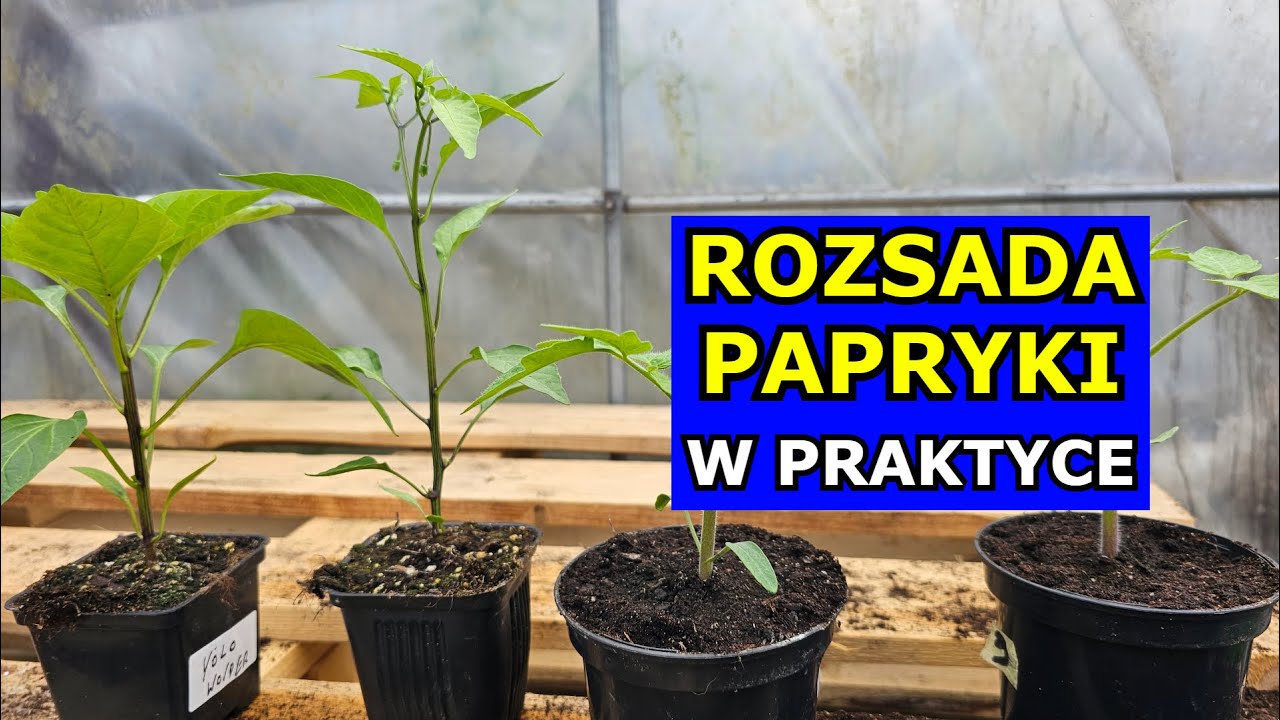 Rozsada Papryki W PRAKTYCE. Jak siać Paprykę. Pikowanie, Cięcie, Hartowanie, Uprawa Słodkiej Ostrej.
