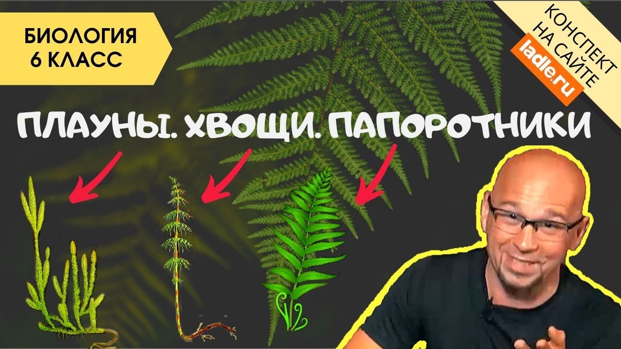 Плауны Хвощи Папоротники. Биология 5 класс. Споровые сосудистые растения.Характеристика Строение ЕГЭ