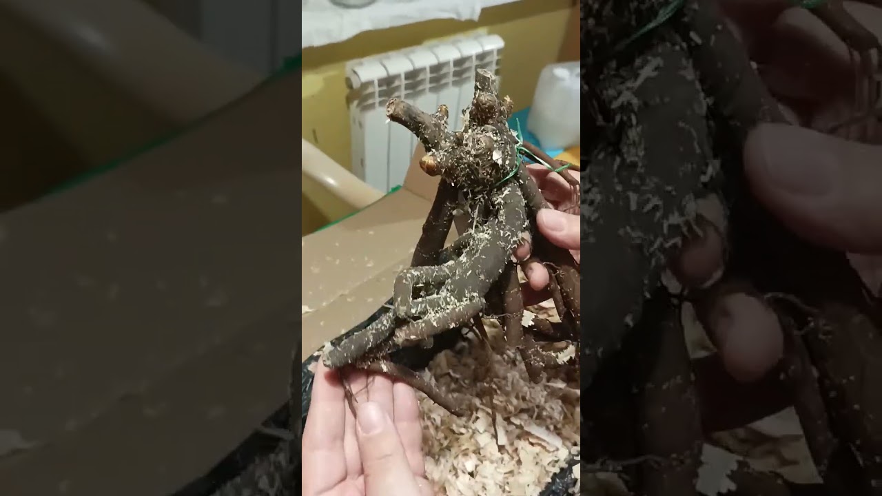 Посылка с пионами из питомника Ворошиловой А.Б.