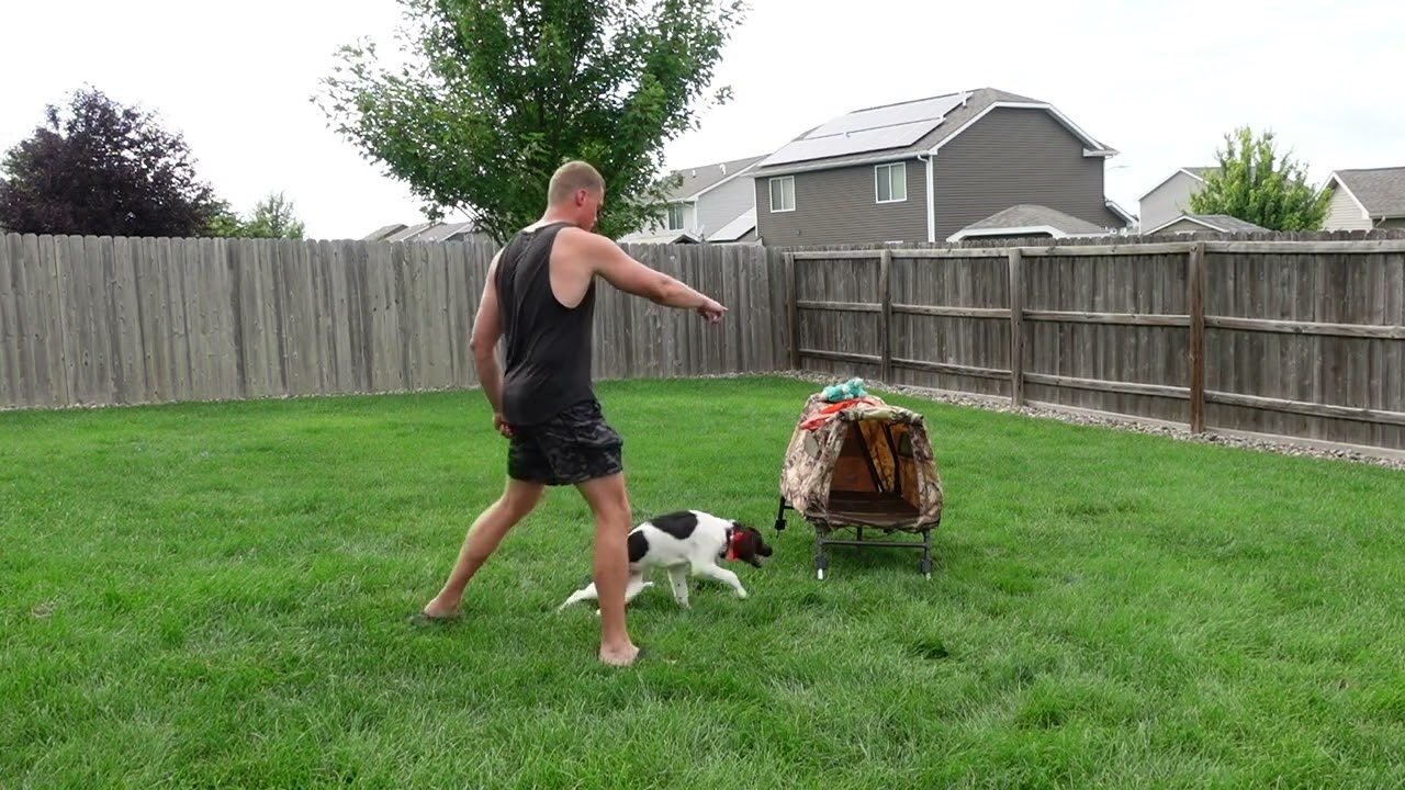 Small Munsterlander Training - Robin Part 1