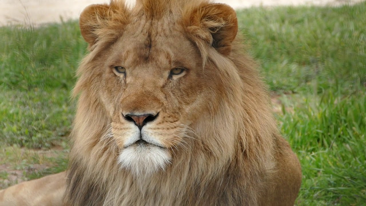 Monarto Zoo Lion Experience