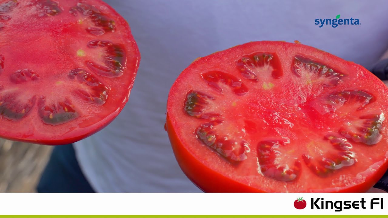 Prezentare tomate cu creștere nedeterminată: Bacalar F1, Sandoline F1, Ciciu F1, Kingset F1
