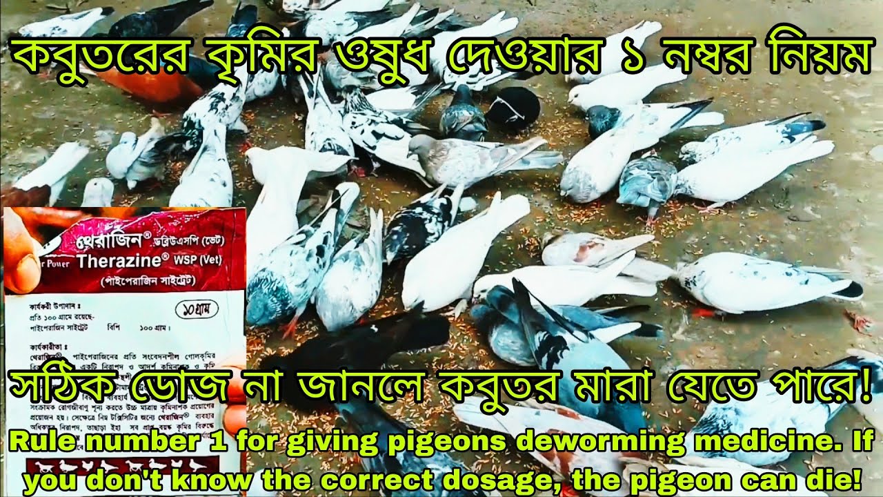 কবুতরের কৃমির ঔষধ ব্যবহারের সঠিক নিয়ম ও সঠিক ডোজ | Pigeon Worm Treatment therazine wsp vet