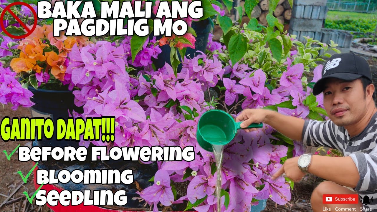 Tamang Pagdilig ng Bougainvillea Baka mali ang ginagawa mo | Panoorin mo ito!