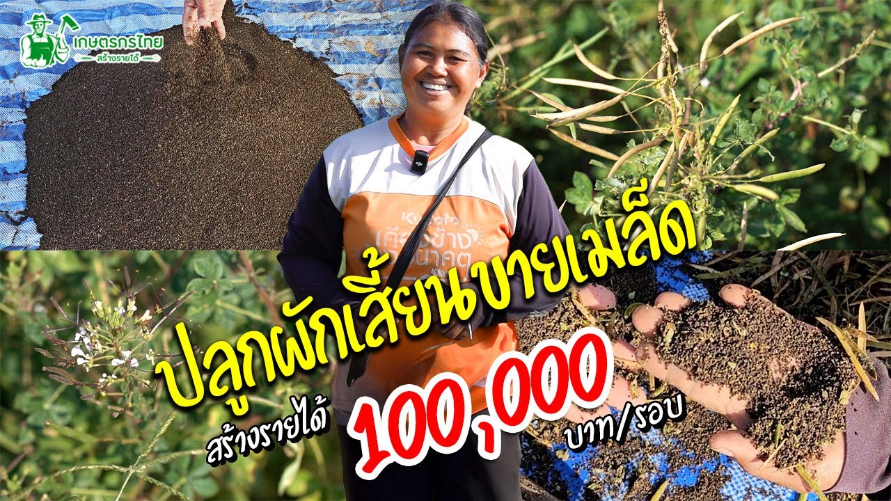 2 ไร่ 1 แสน!! ด้วยการปลูกผักเสี้ยนขายเมล็ด สร้างรายได้ 100,000 บาท/รอบ #ผักเสี้ยน #เล็กครับ