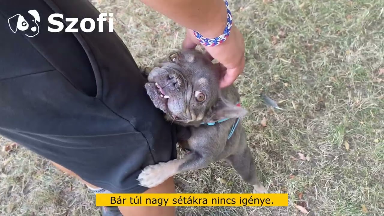 Gazdikeresőnk: Szofi