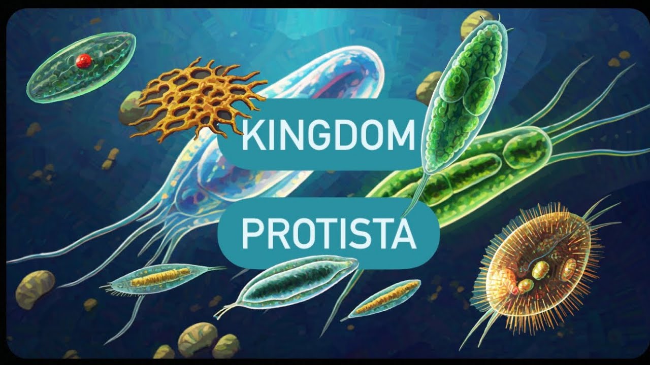 Kingdom Protista- The first Eukaryotes.  #class9 #ncert #biology #neetpreparation #animatedvideo