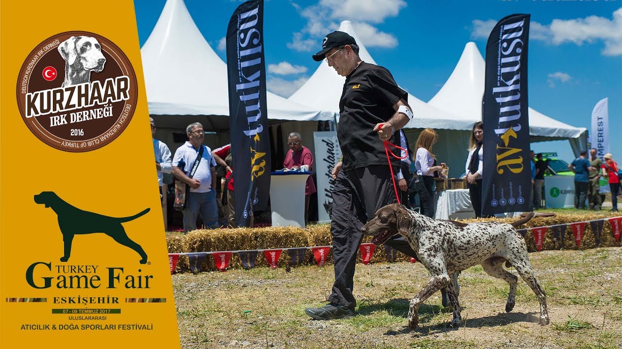 2017 Kurzhaar Türkiye Şampiyonası - Av Köpekleri Game Fair Turkey Kupası