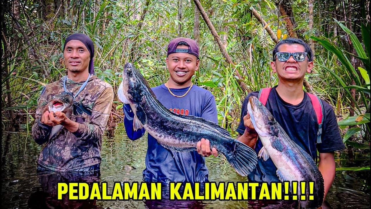 7 Hari berburu Toman,Channa maru & Tapah monster dipedalaman kalimantan! ft 