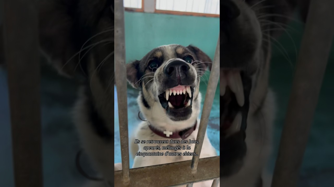 La triste r&eacute;alit&eacute; des abandons.. #reels #refuge #chien #dog