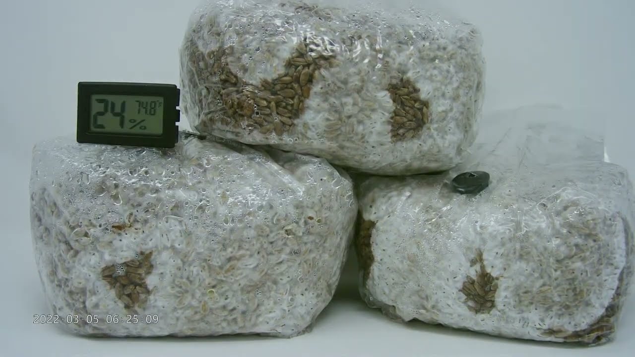 Inoculating Grain Spawn from Midwest Grow Kits - Bulk Growing Series (pt. 1)
