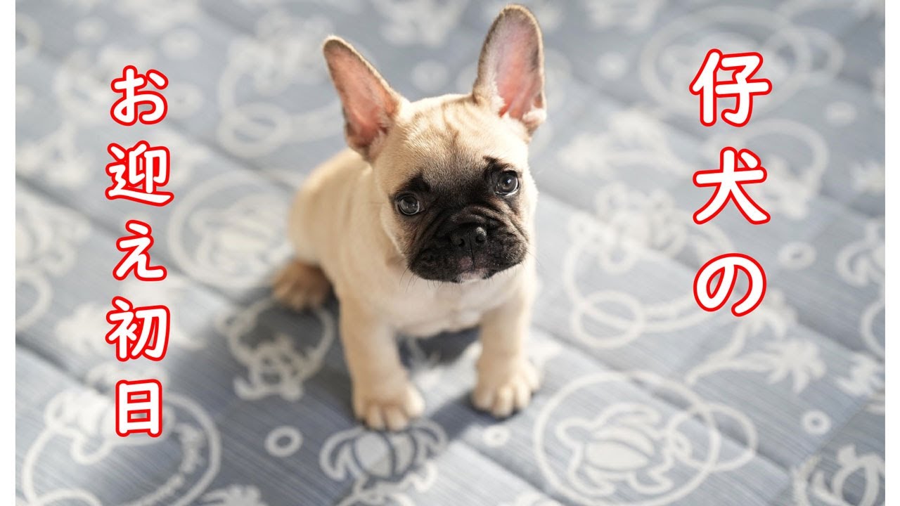 フレンチブルドッグの仔犬を迎えた日