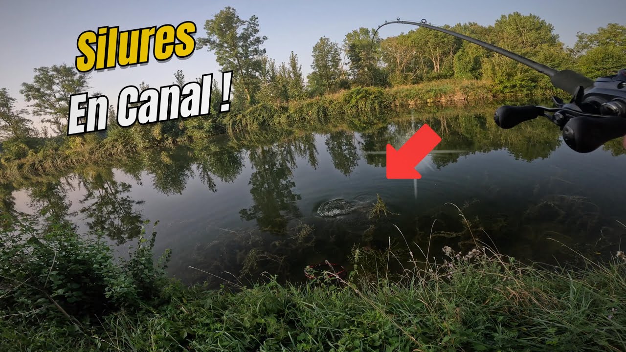 Traque du SILURE en CANAL ! (Pêche au leurre)