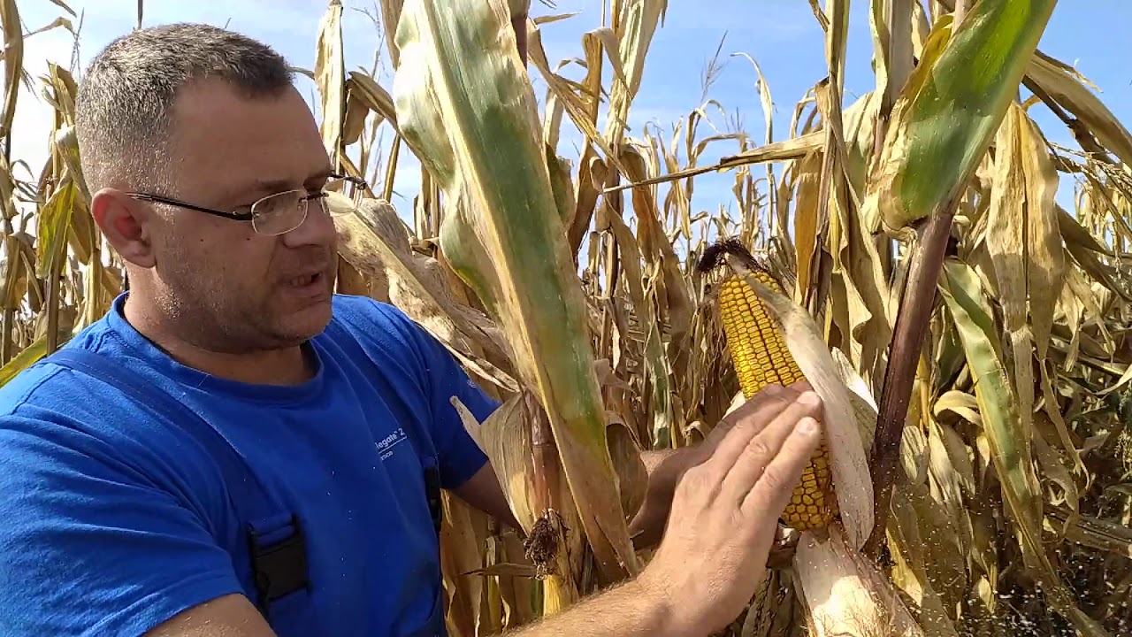 Pioneer P0900 Backi Maglic ogled 21.10.2020