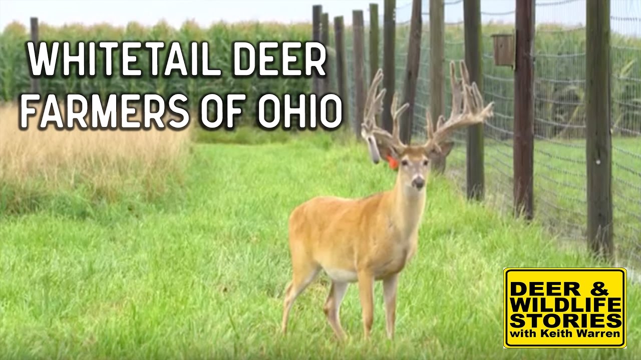 Whitetail Deer Farmers of Ohio | Deer & Wildlife Stories