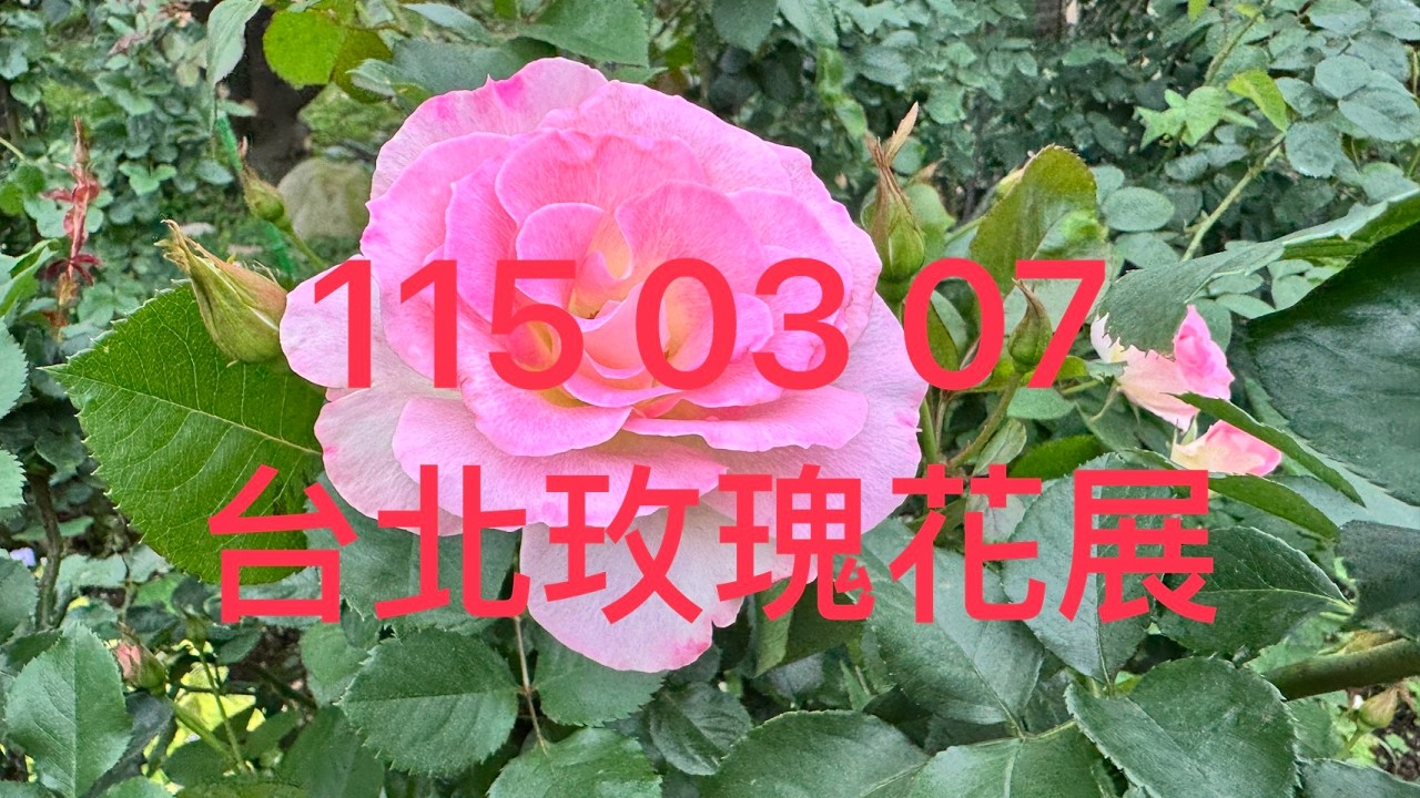 1150307 台北玫瑰花展