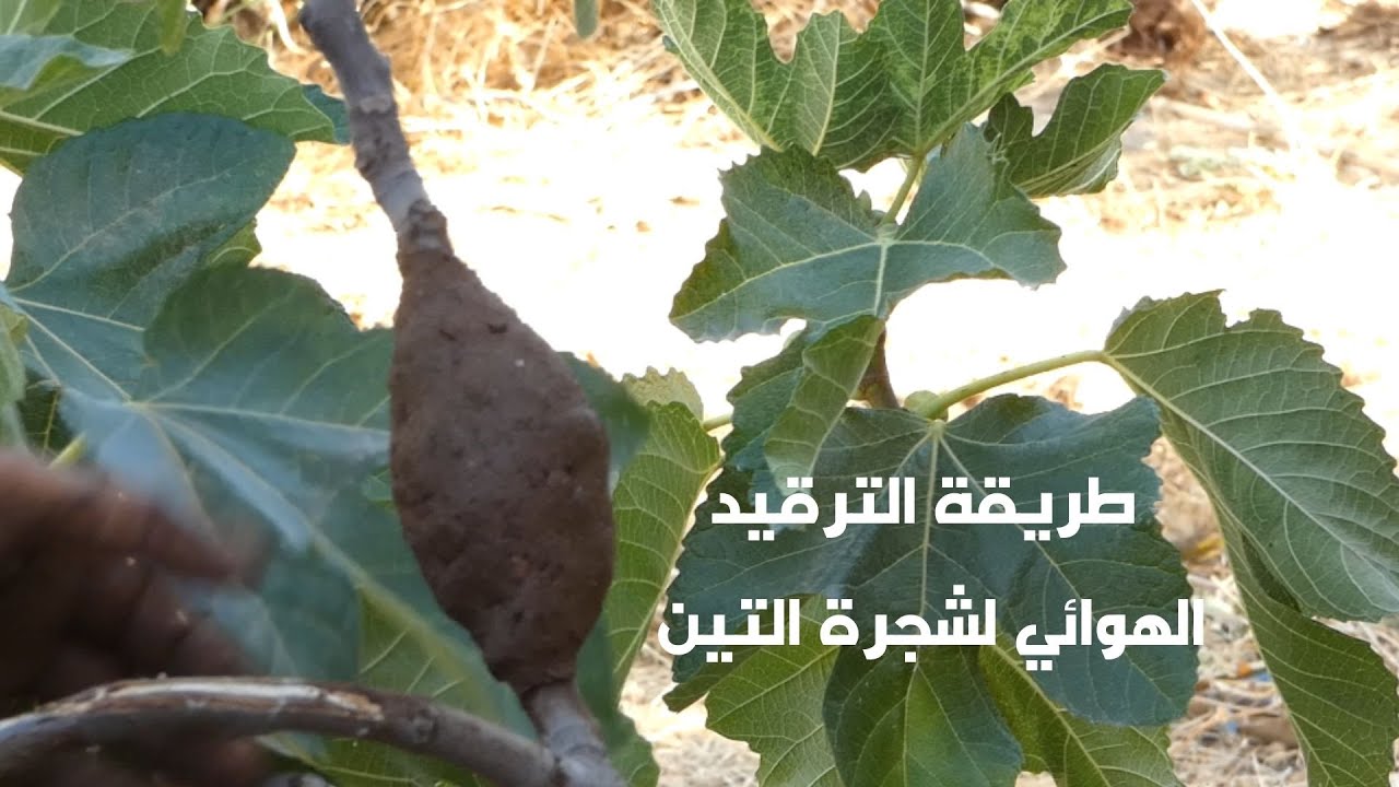 الخطوات العملية لإكثار التين : طريقة الترقيد الهوائي/ Practical steps for fig  propagation