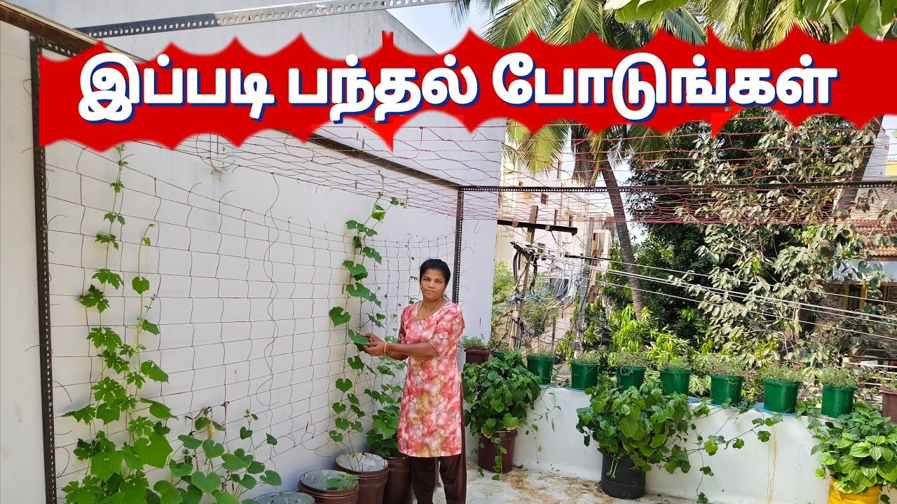 மாடித்தோட்டத்தில் ராக் ஸ்டாண்ட் ஆங்கிள் கம்பி பயன்படுத்தி பந்தல் அமைப்பது எப்படி?