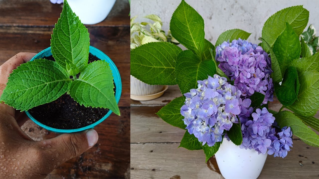 How to Grow Hydrangea plant From Cuttings
