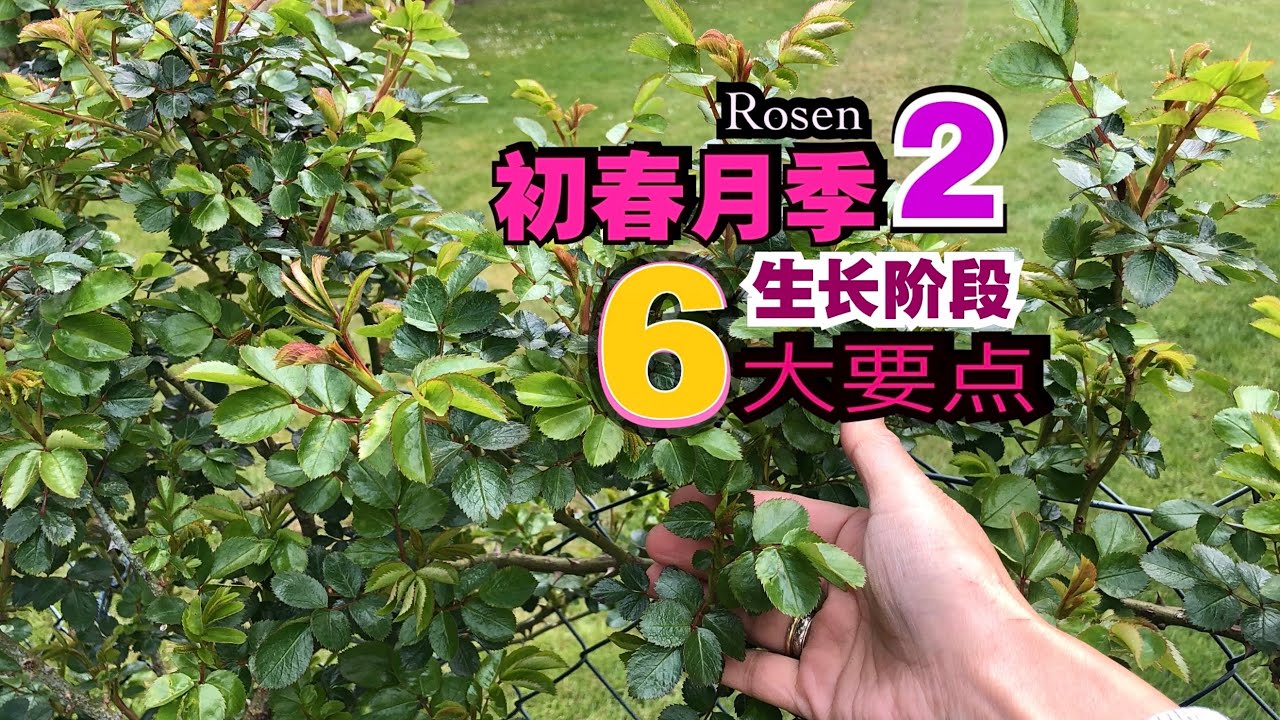 初春月季Rosen种植第二阶段六大要点和注意事项/想看花就看会不会做/清园的重要性/ 05.05.2023