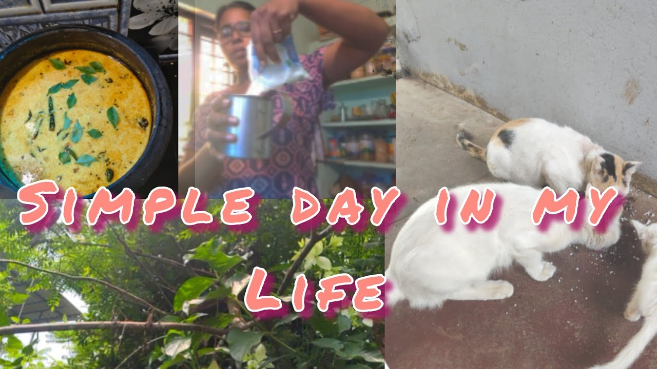 ഉച്ച വിശേഷവും  കൂട്ടിന് പൂച്ച കുട്ടന്മാരും aesthetic vlog #mywaysbincy #silentvlog 