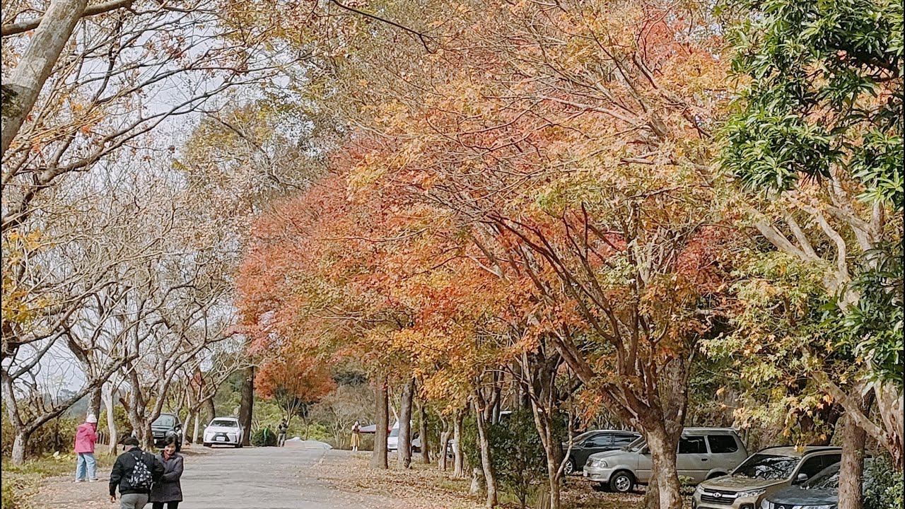 楓紅拱北殿—楓葉紅了 今年楓紅來遲 依舊美麗如昔#maple #taiwan #旅行 #景區 #travel #親子共遊 #temple #taipei