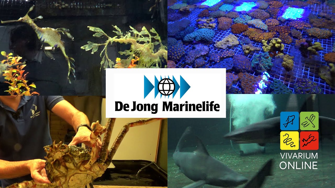 Vivarium Online - Rondleiding De Jong Marinelife