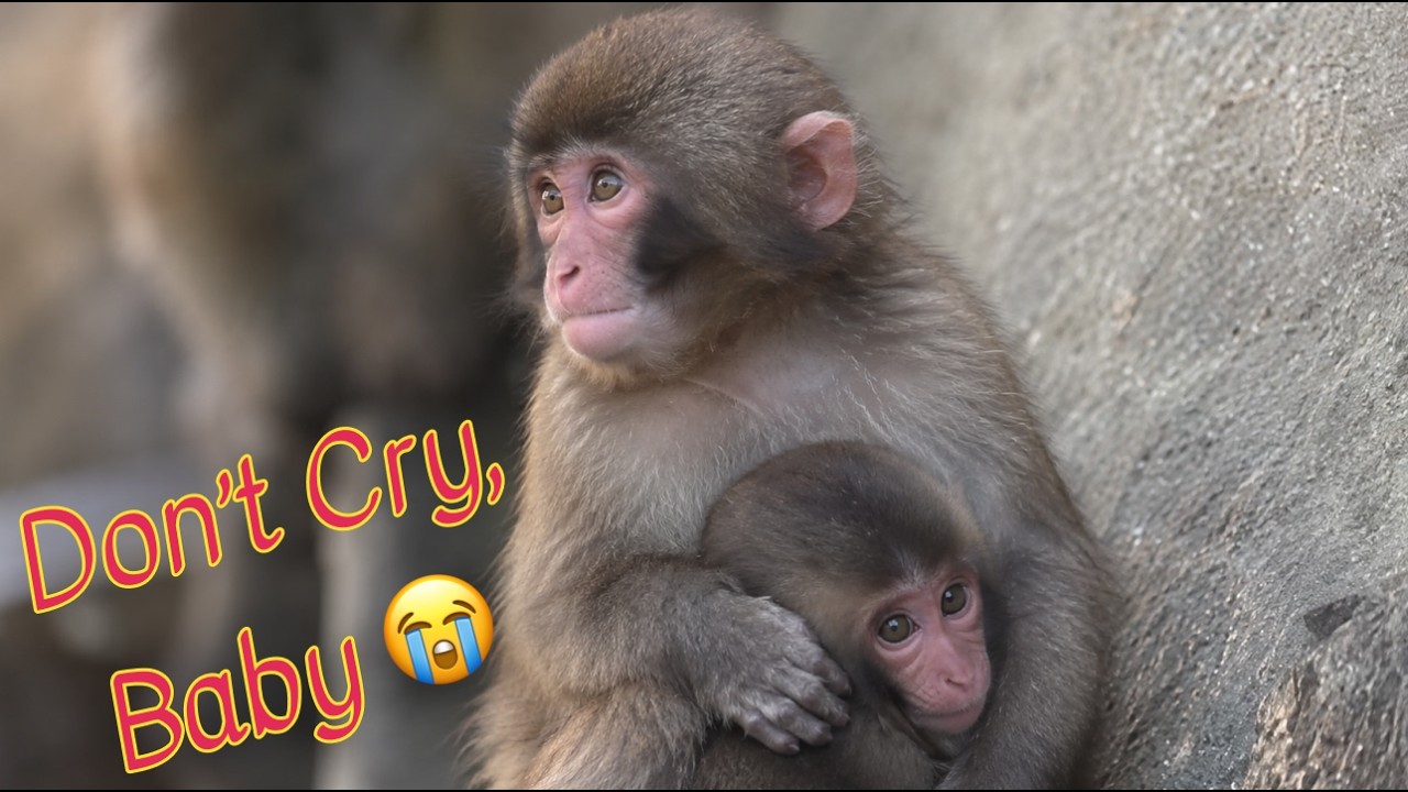 Панч-кун увидел раненого малыша&hellip; и его реакция разбила всем сердце 🥺🐒😭