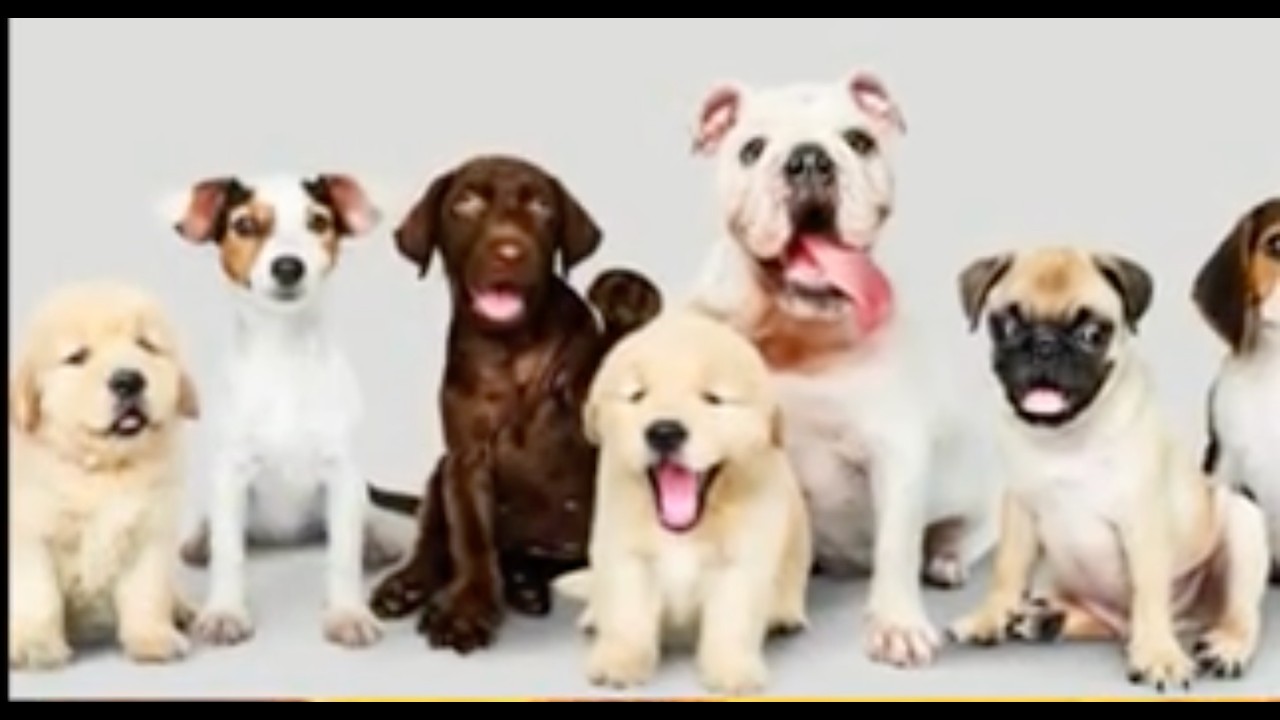 🐶🐱🦆📚Os animais domésticos emitem vibrações positivas, auxiliam na harmonização do lar 🐶🐱 🐶 🦆📚