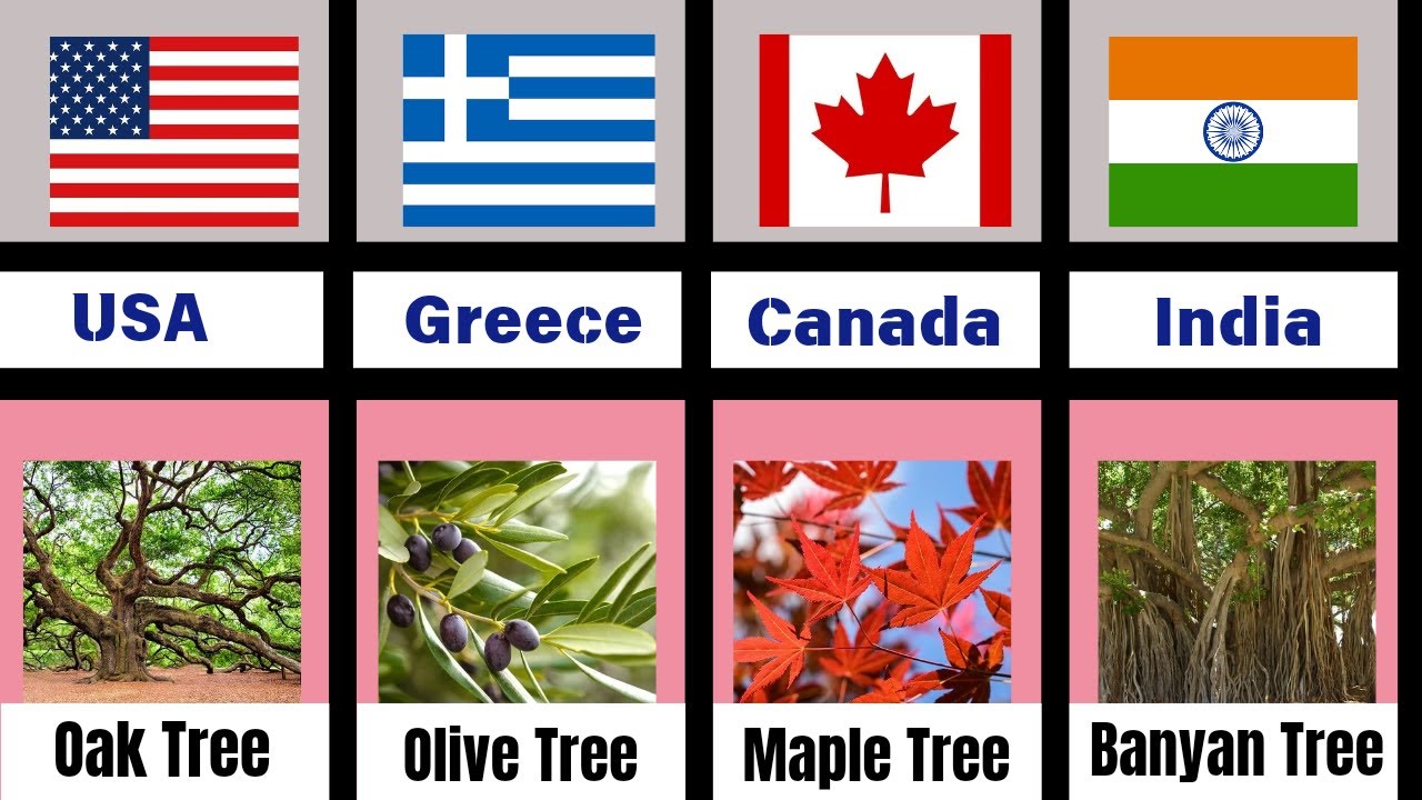 National Tree From Different Countries | List Of National Trees  🌳🌍🤩
