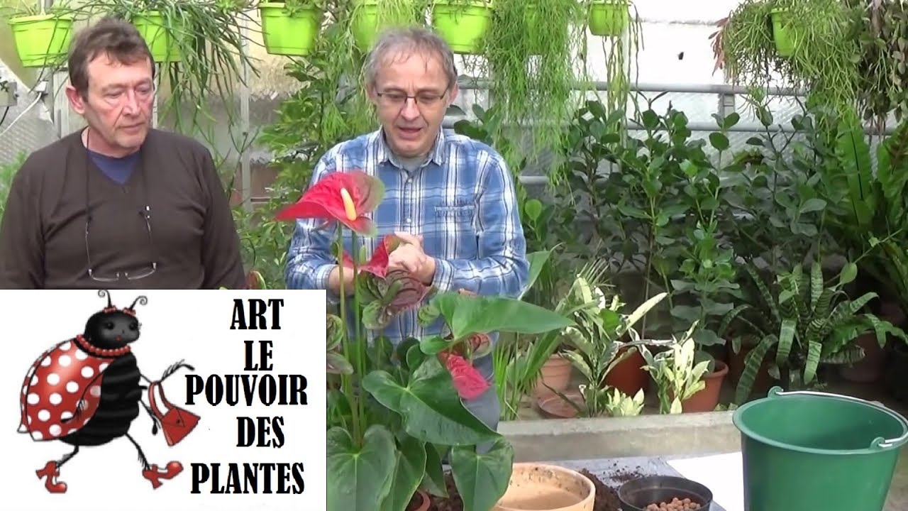 Tuto jardin : anthurium andreanum:Comment faire l'Entretien et l'arrosage:plante verte d'intérieur