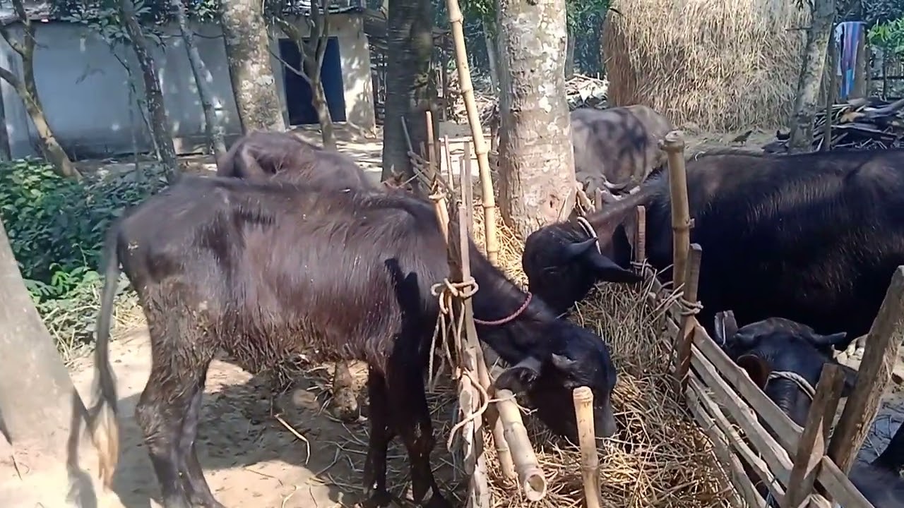 মহিষের খামার লাভ  জনক
