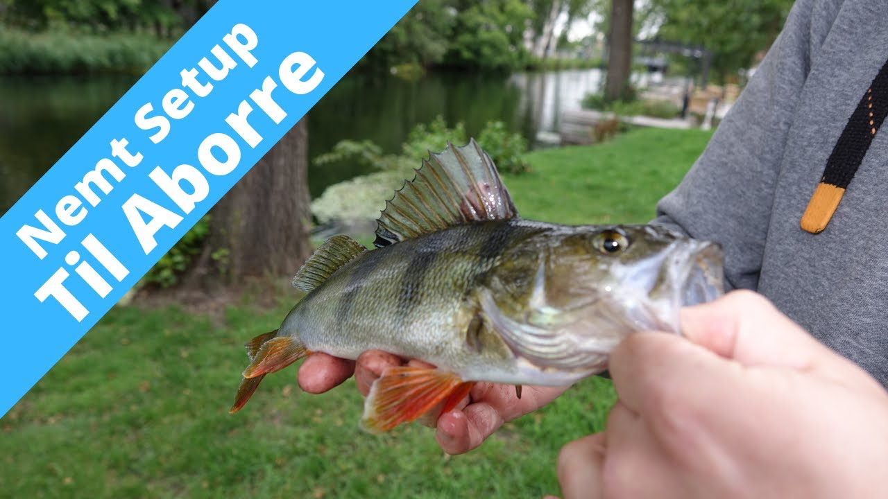 Sådan fanger du Aborre med Regnorm - Silkeborg