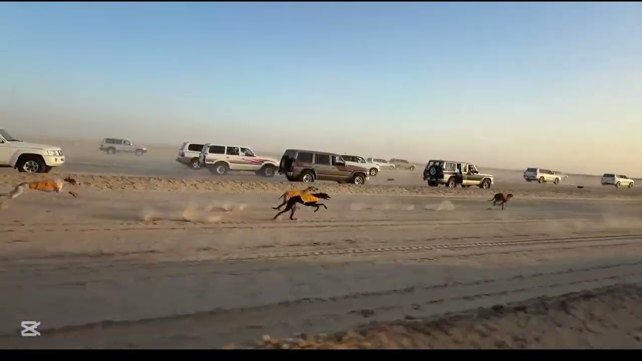 نهائي بطولة المملكة 2026 