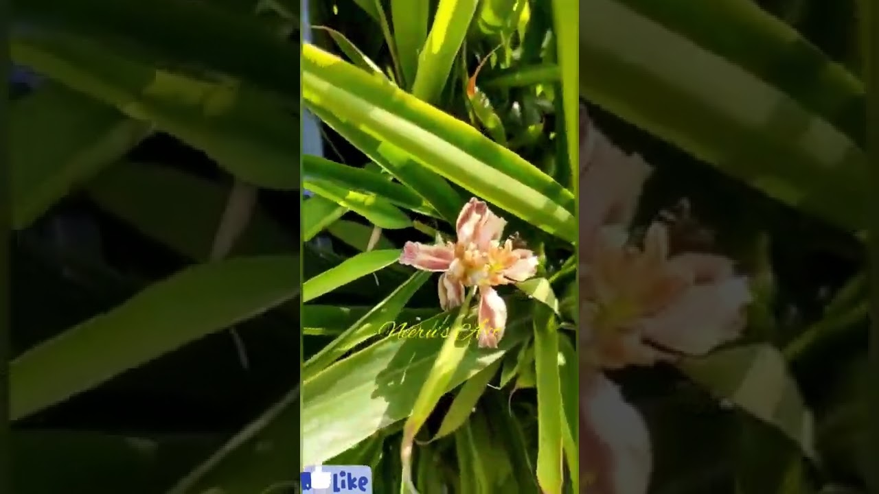 Cardamom (Elachi) plant & flowers, so beautiful