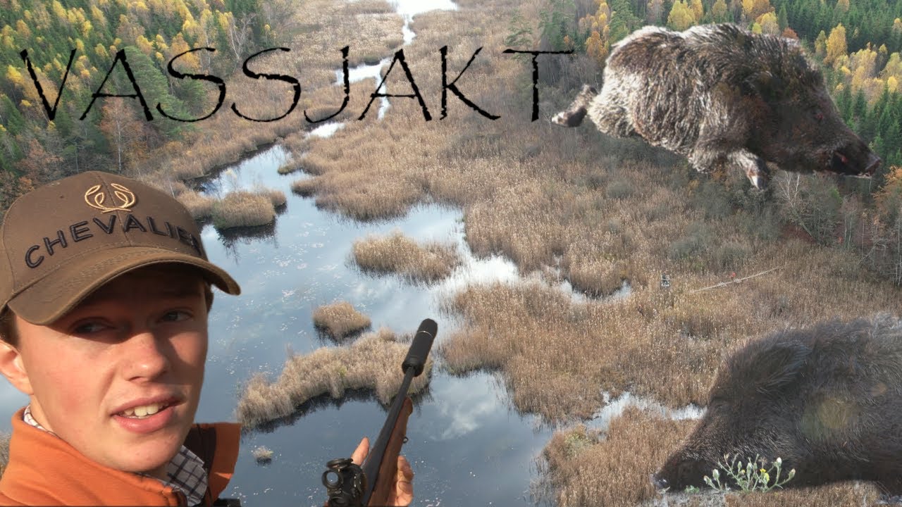 Vildsvinsfeber i vassen - Wild boar fever in the reeds