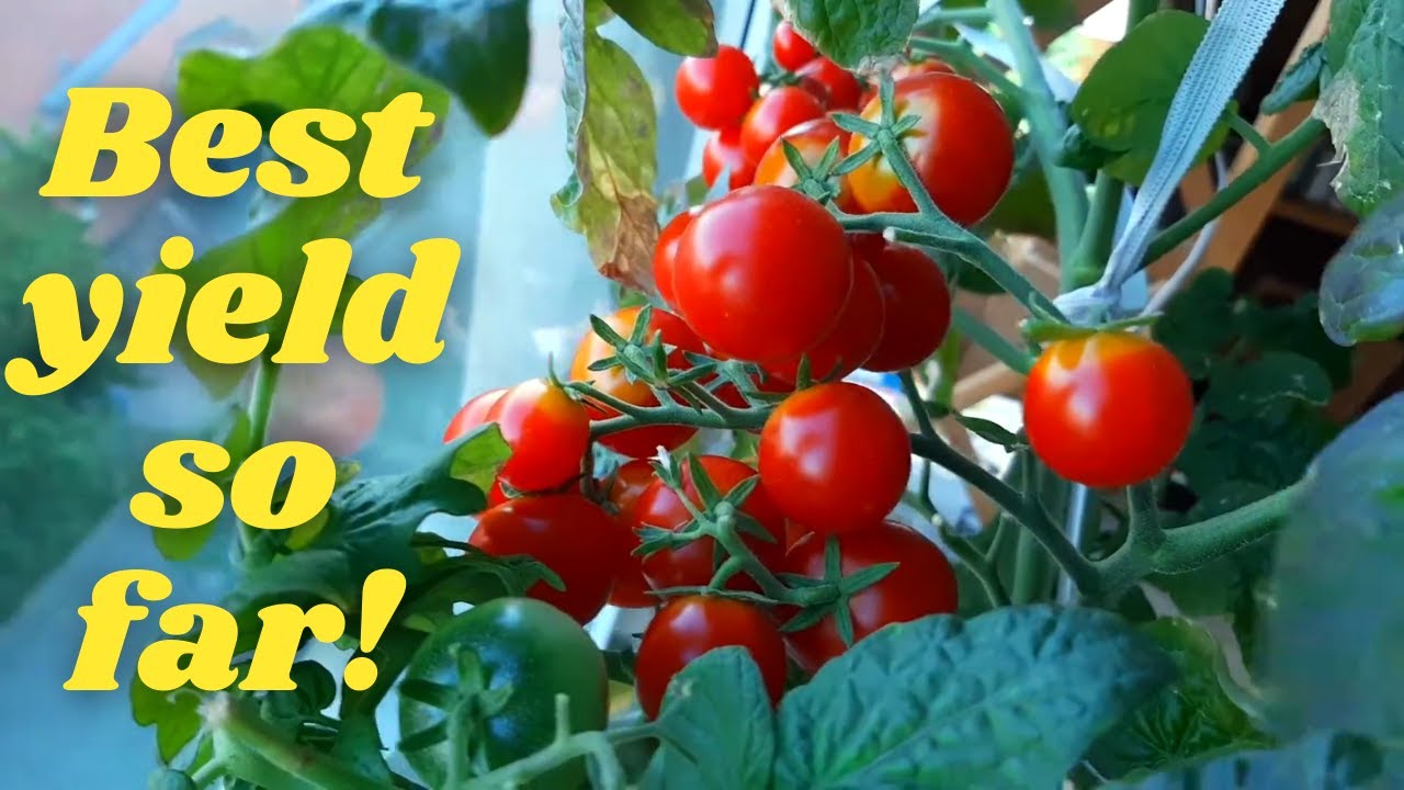 Growing Cherry Tomatoes On The Windowsill