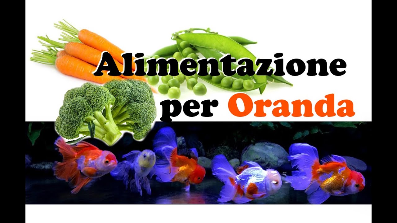 PREPARO alimenti fatti in casa per i miei ORANDA