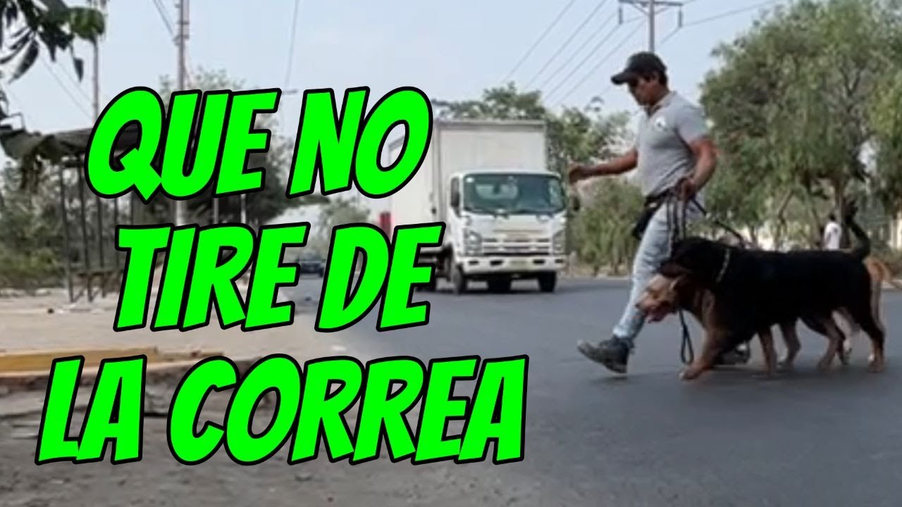 SI ESTO NO TE FUNCIONA CON TU PERRO, ENTONCES NO LO TENGAS