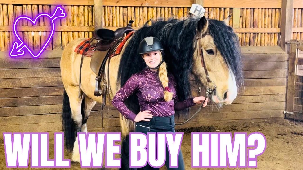 My Heart Stopped When I Saw This Beautiful Buckskin Horse! What Happens Next?