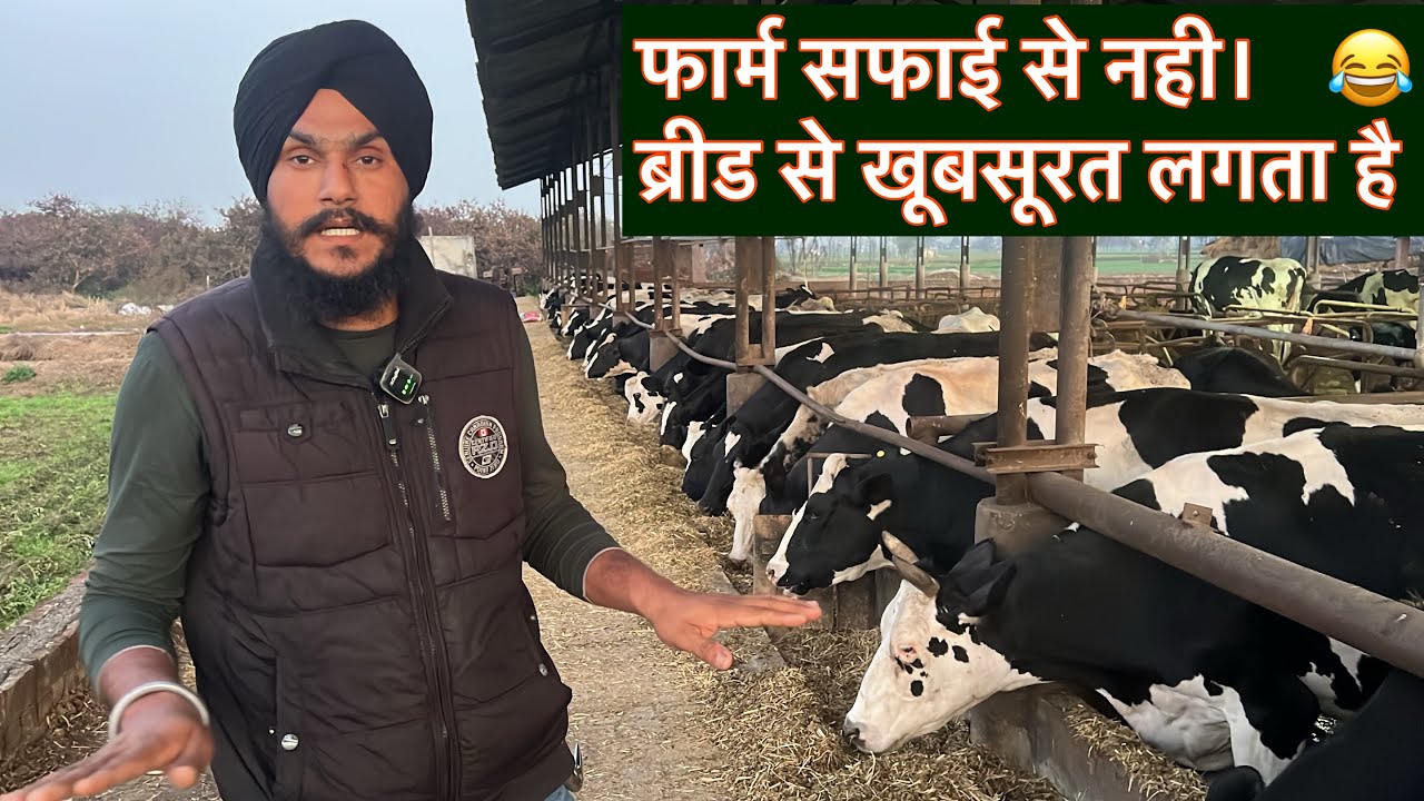 Top Farm india 🇮🇳 बिना ब्रीड कुछ भी नही dairy farm punjab/big farm punjab/all simen use ABS