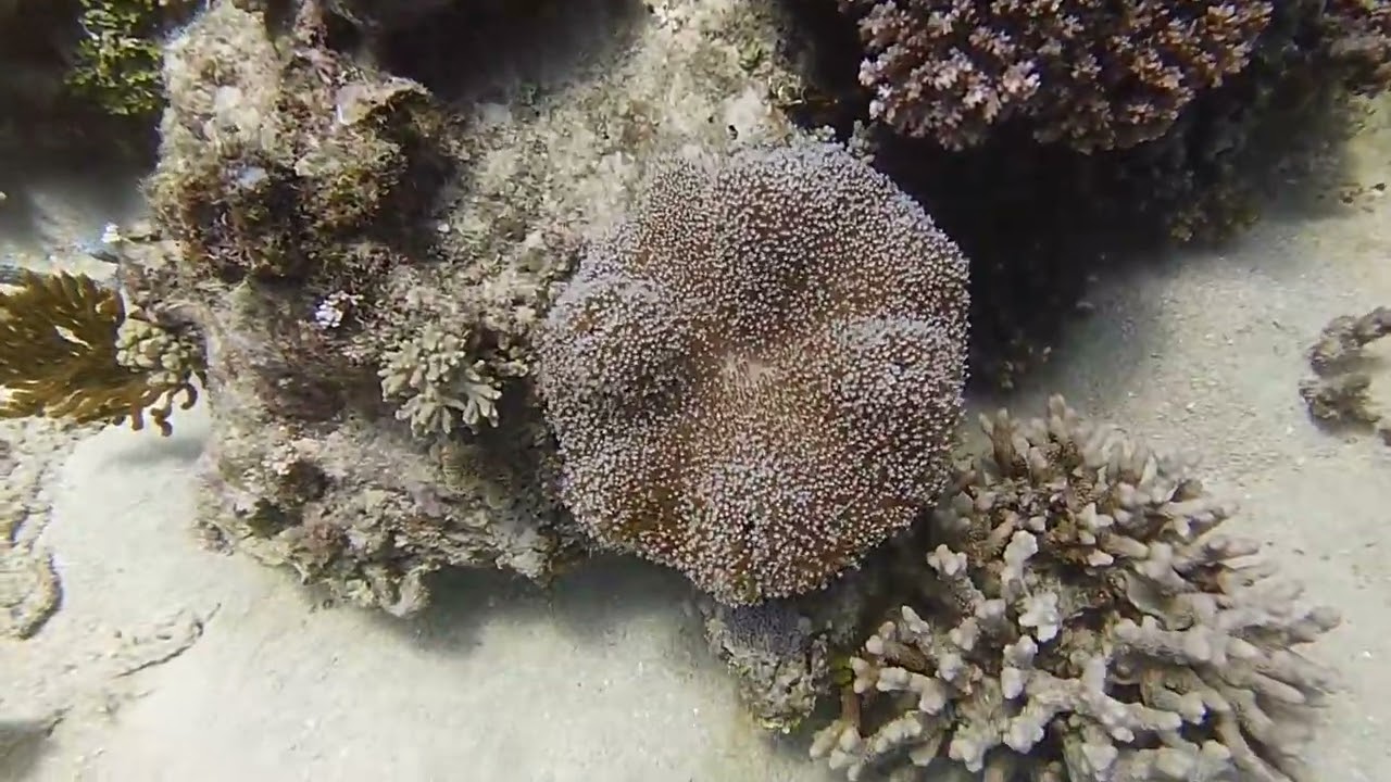 Scuba Diving Australia - Petaj Bommie site, Milln Reef, Great Barrier Reef, 24-Dec-2023