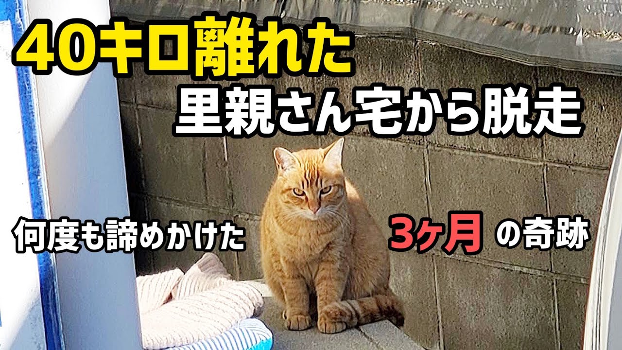 里子に出たコロ丸脱走！！捕獲に至る3ヶ月間の脱走劇　#保護猫 #脱走猫 #家族紹介